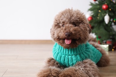 Cute Toy Poodle dog in knitted sweater and Christmas tree indoors, space for text
