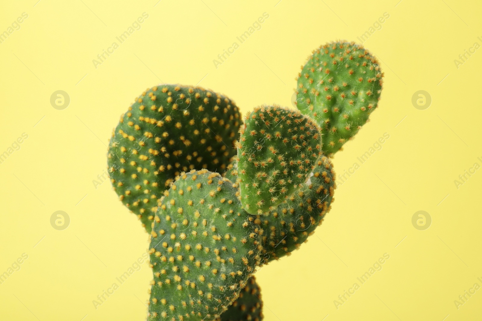 Photo of Beautiful green Opuntia cactus on yellow background, closeup