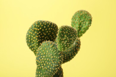 Photo of Beautiful green Opuntia cactus on yellow background, closeup