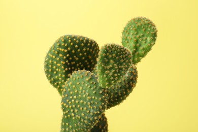 Beautiful green Opuntia cactus on yellow background, closeup