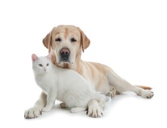 Photo of Adorable dog looking into camera and cat together on white background. Friends forever