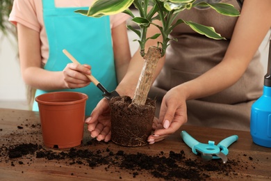 Mother and daughter taking care of plant at home, closeup