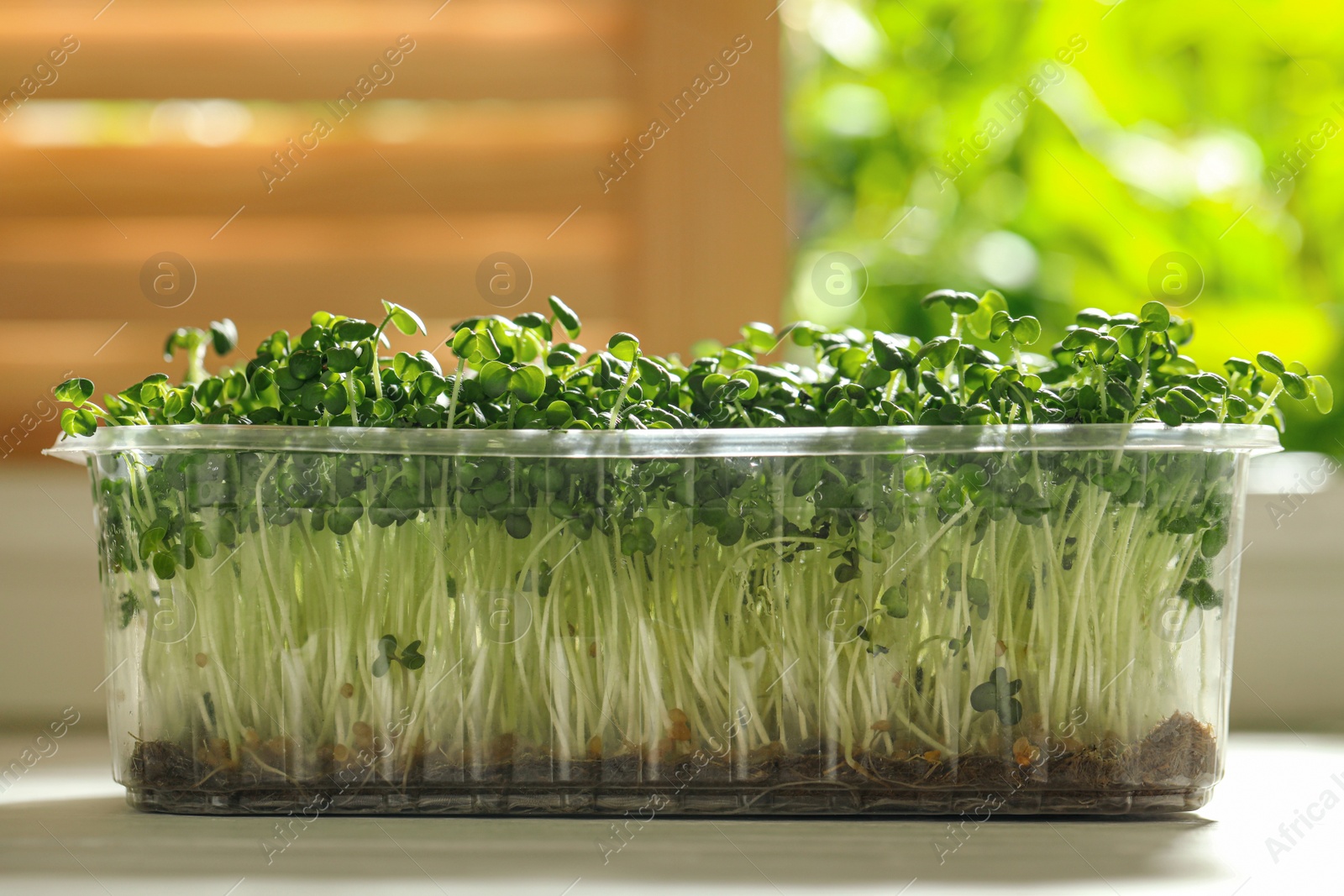 Photo of Sprouted arugula seeds in plastic container on white wooden table