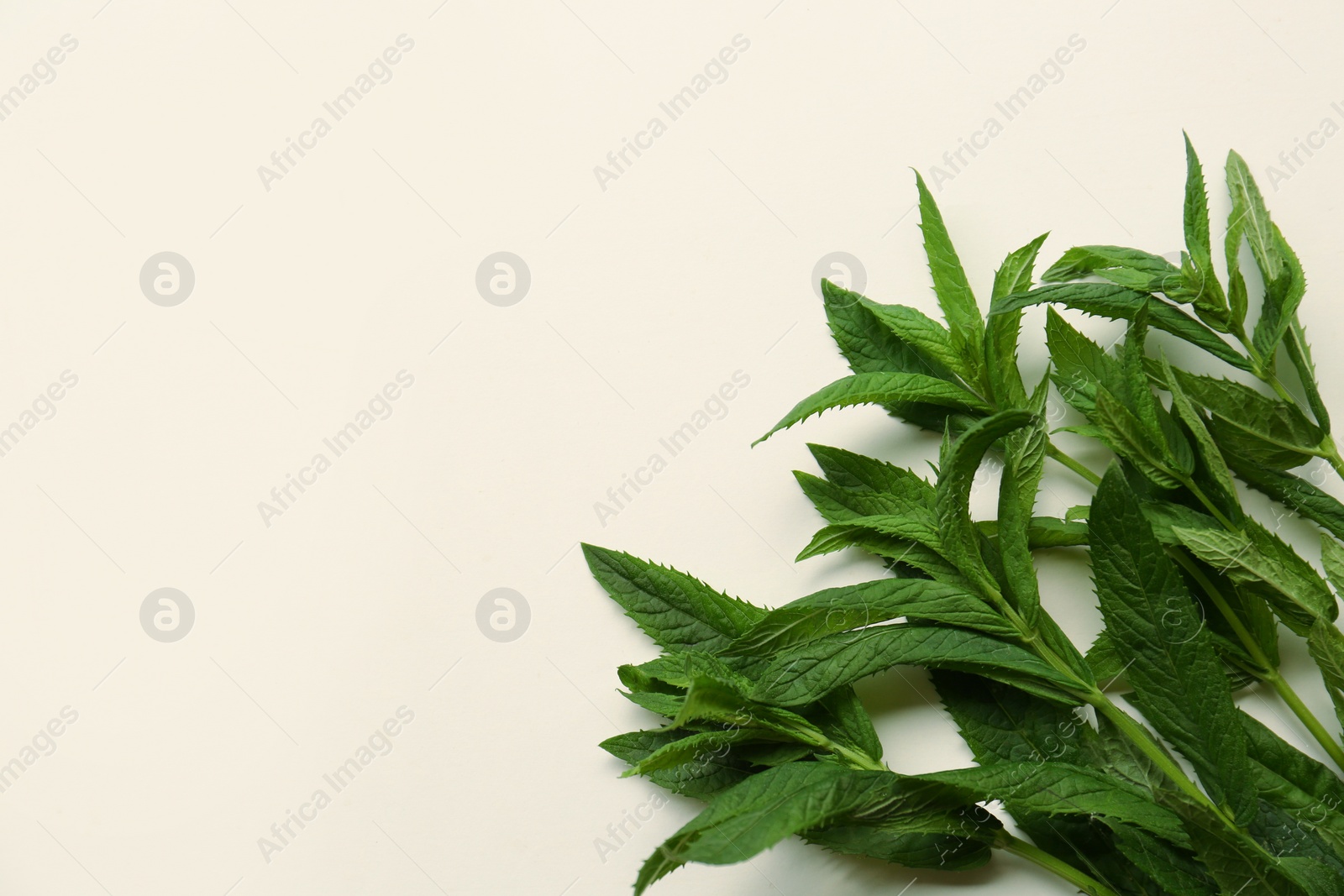 Photo of Beautiful green mint on white table, flat lay. Space for text