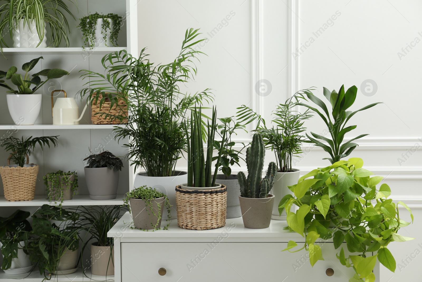 Photo of Green potted houseplants on shelves and chest of drawers indoors