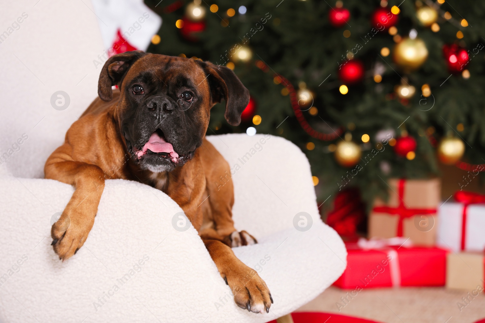 Photo of Cute dog on armchair in room decorated for Christmas