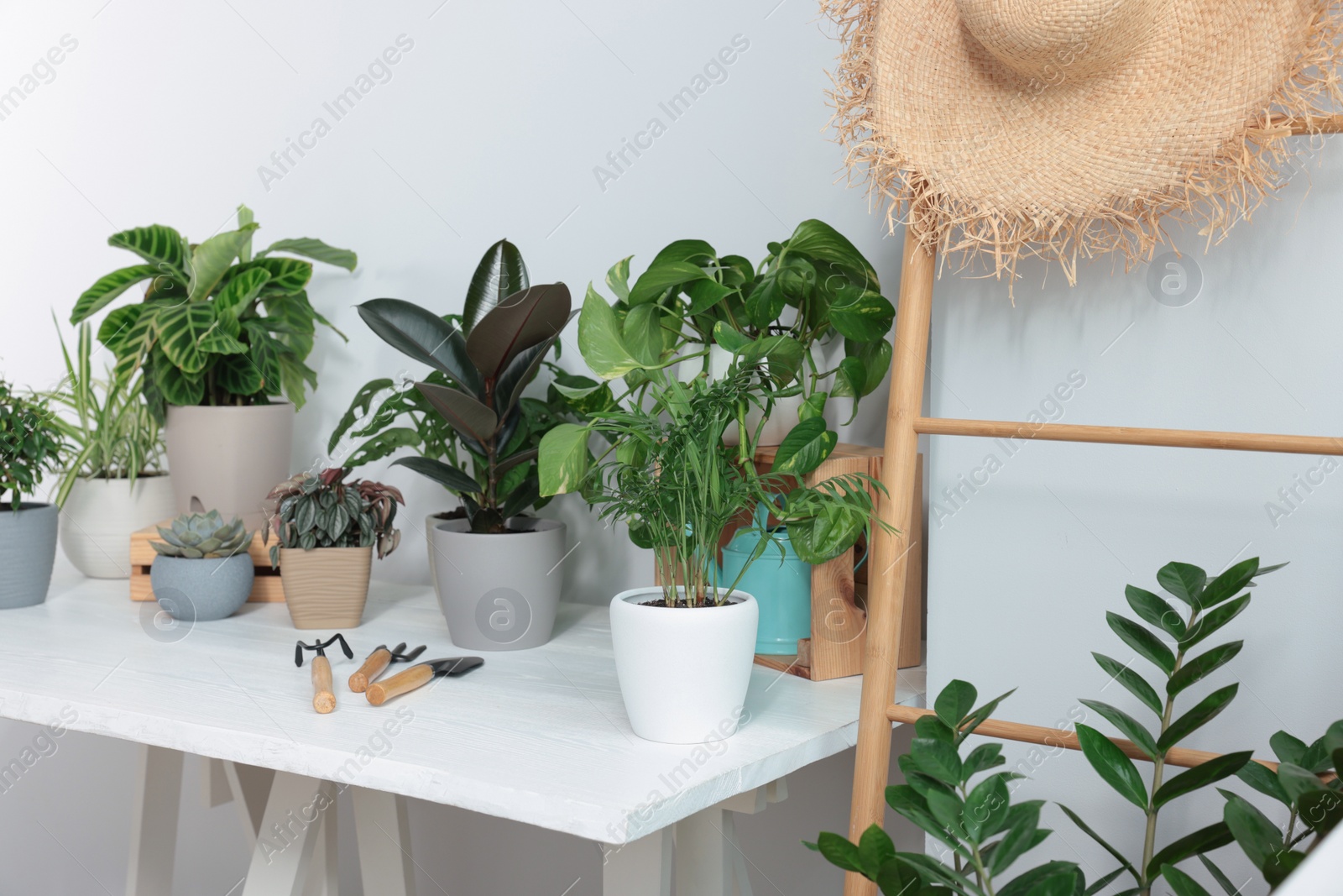 Photo of White table with different beautiful houseplants indoors