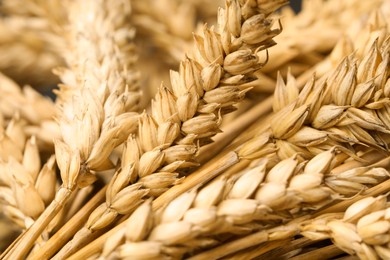 Photo of Dried ears of wheat as background, closeup