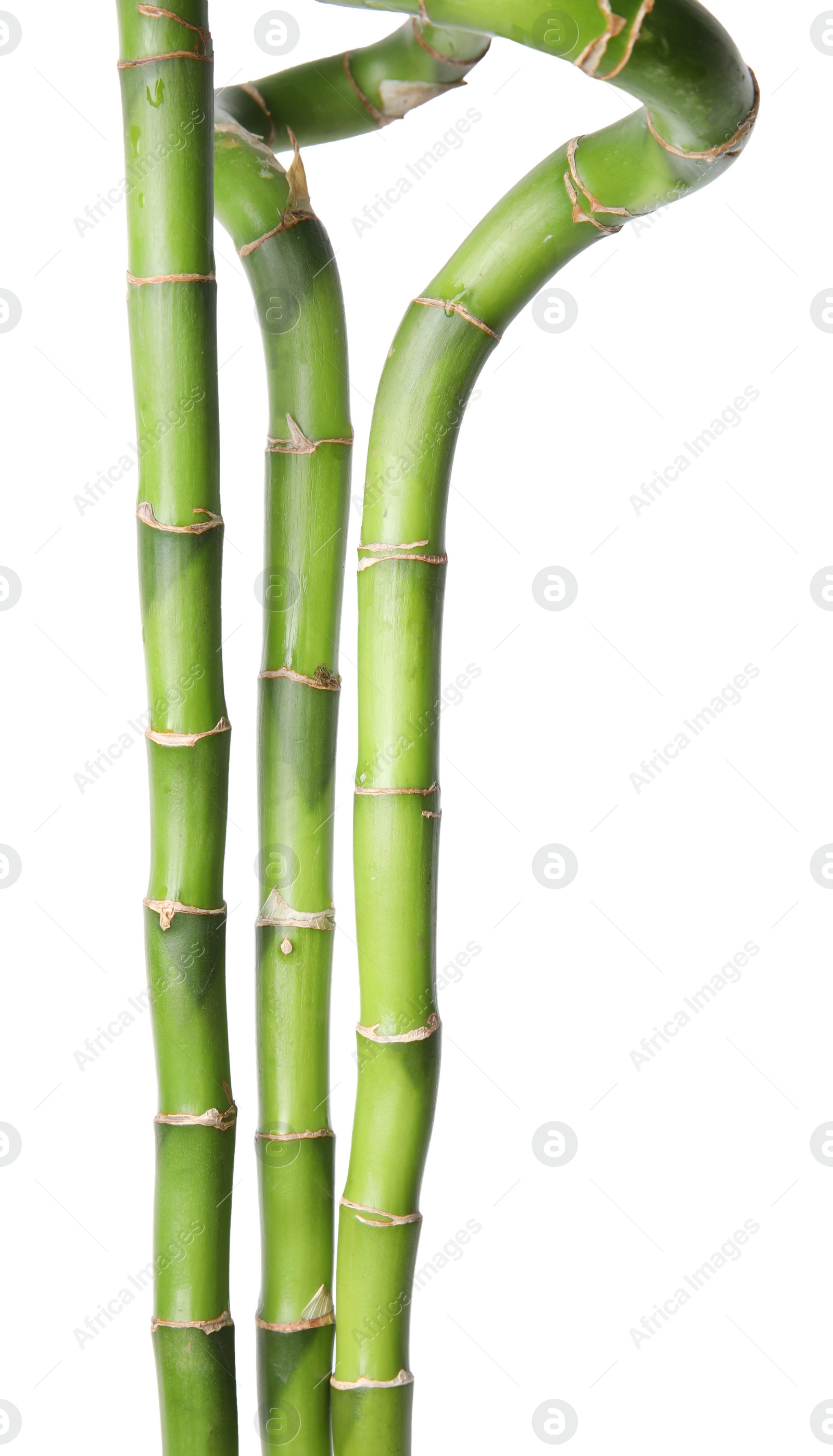 Photo of Beautiful green bamboo stems on white background