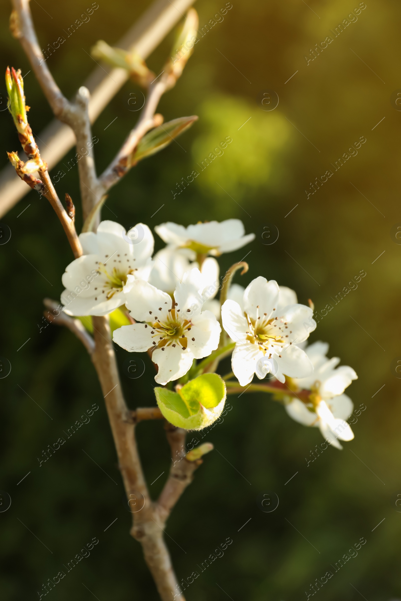 Photo of Closeup view of pear tree blossoms outdoors on sunny day