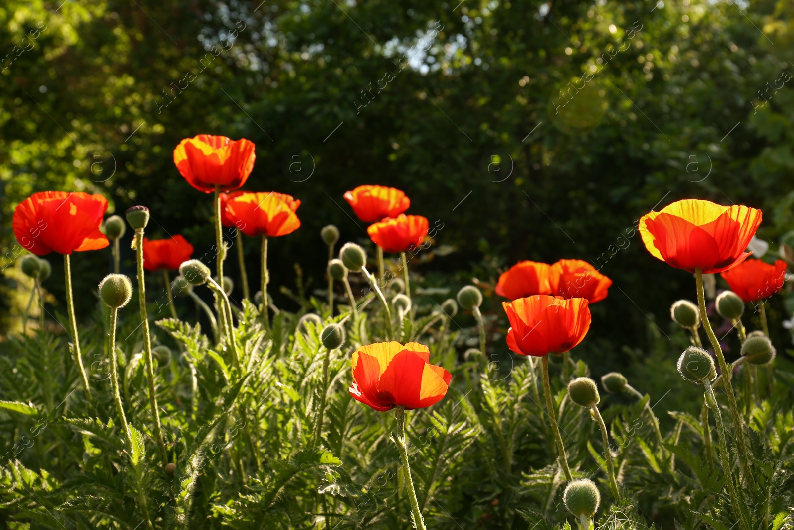 Photo of Beautiful red poppy flowers outdoors on sunny day