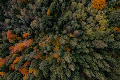 Image of Aerial view of beautiful forest on autumn day