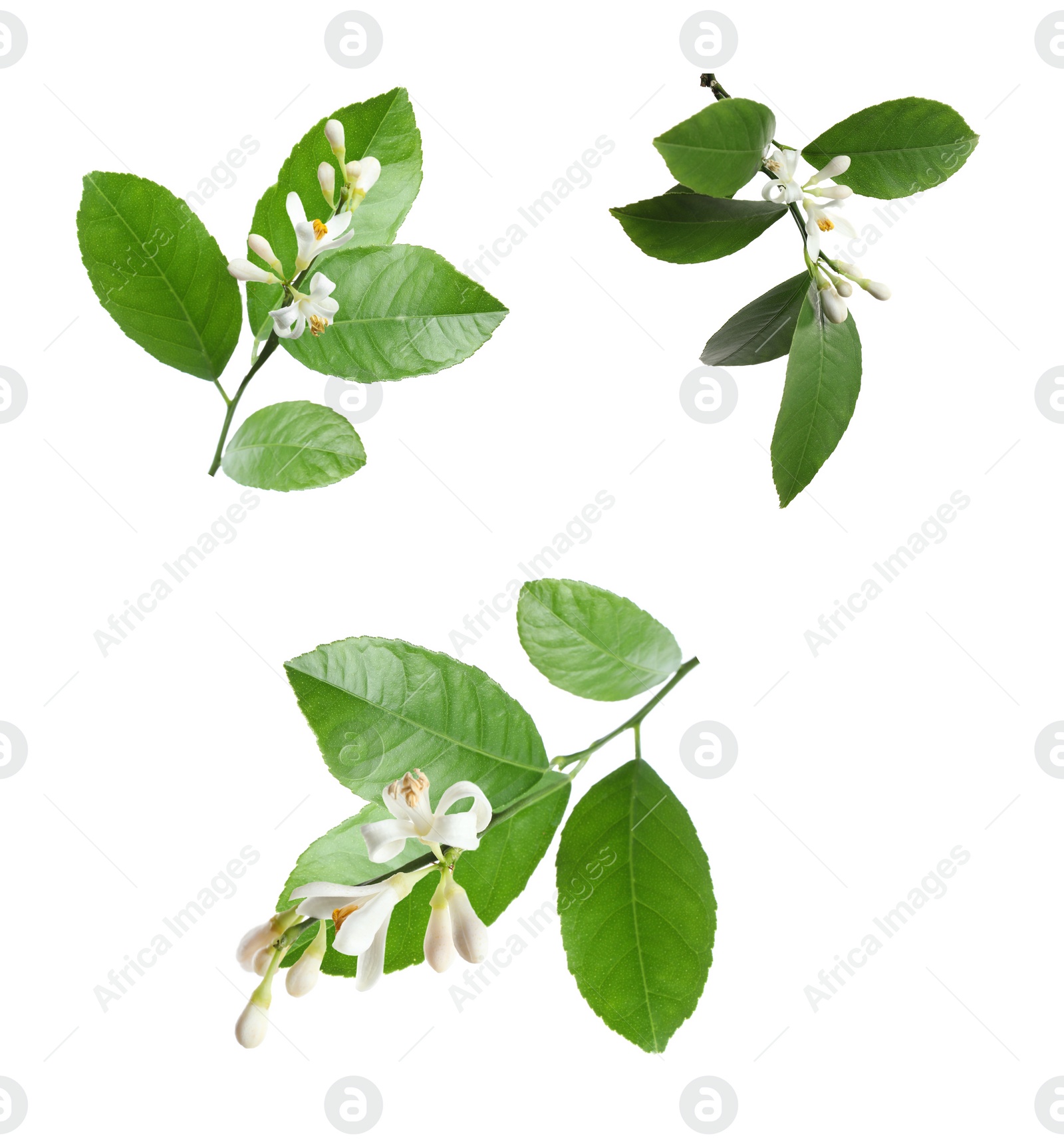 Image of Set of branches with beautiful blooming citrus flowers on white background