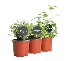 Different aromatic potted herbs isolated on white