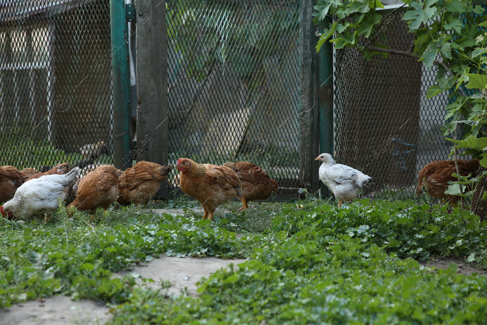 Photo of Many beautiful domestic chickens in farm outdoors