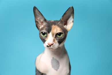 Photo of Cute sphynx cat on color background. Friendly pet