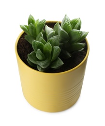 Photo of Beautiful succulent plant in painted tin can isolated on white. Home decor