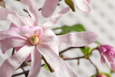 Photo of Magnolia tree branch with beautiful flowers on white background, closeup