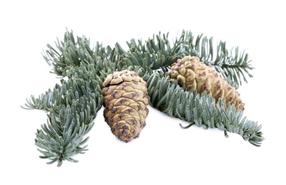 Photo of Fir tree branch with pinecones isolated on white