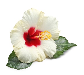 Photo of Beautiful tropical Hibiscus flower on white background