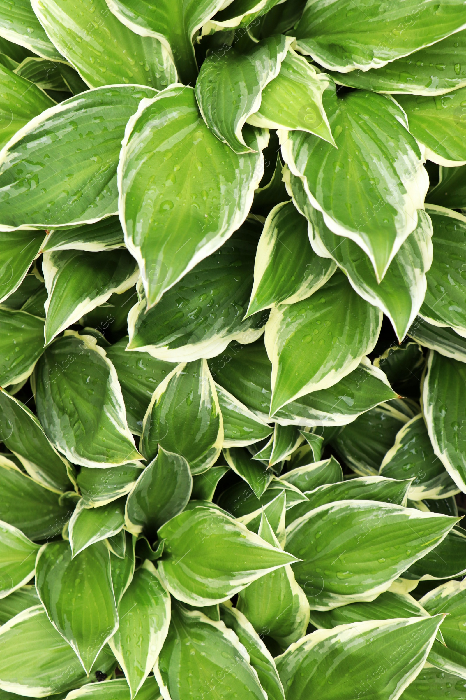 Photo of Beautiful dieffenbachia with wet green leaves as background