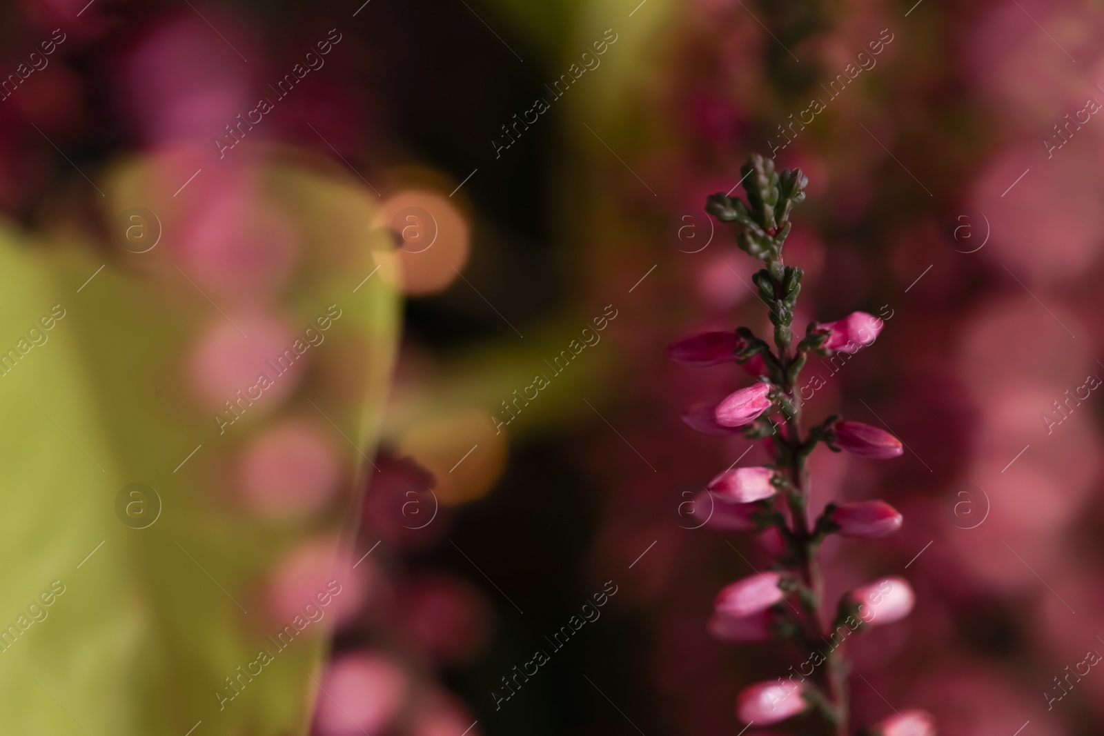 Photo of Heather twig with beautiful flowers on blurred background, closeup. Space for text