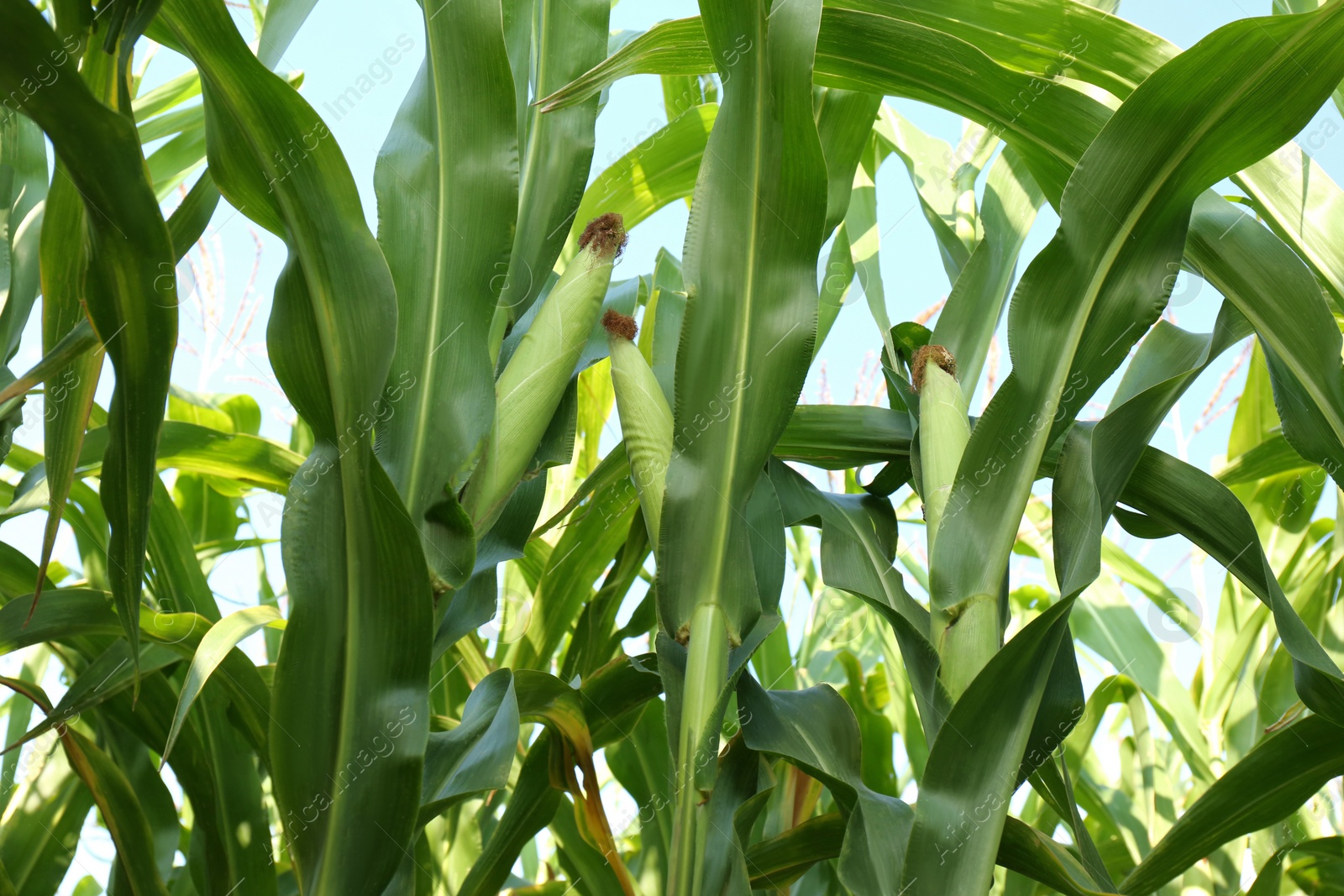 Photo of Ripe corn cobs in field on sunny day