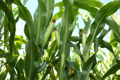 Photo of Ripe corn cobs in field on sunny day