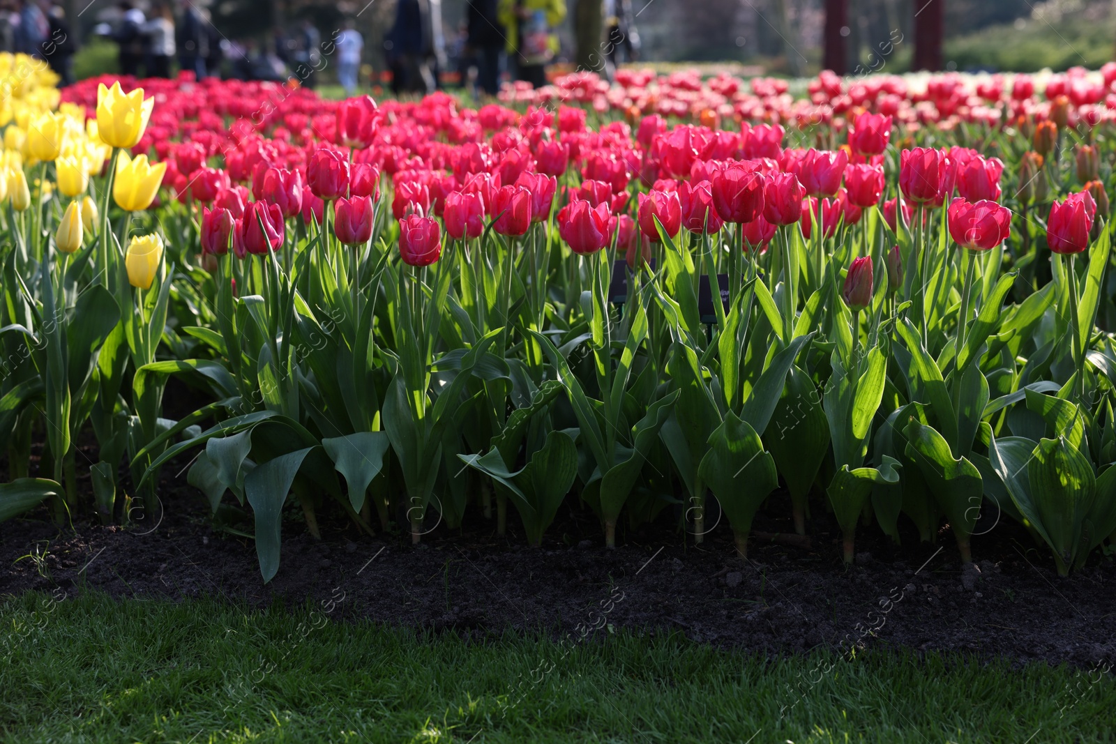 Photo of Beautiful colorful tulip flowers growing in park on sunny day