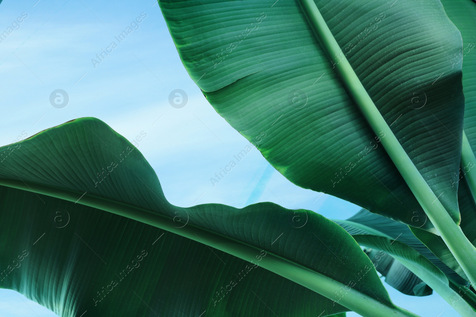 Photo of Banana tree with green leaves growing outdoors, low angle view