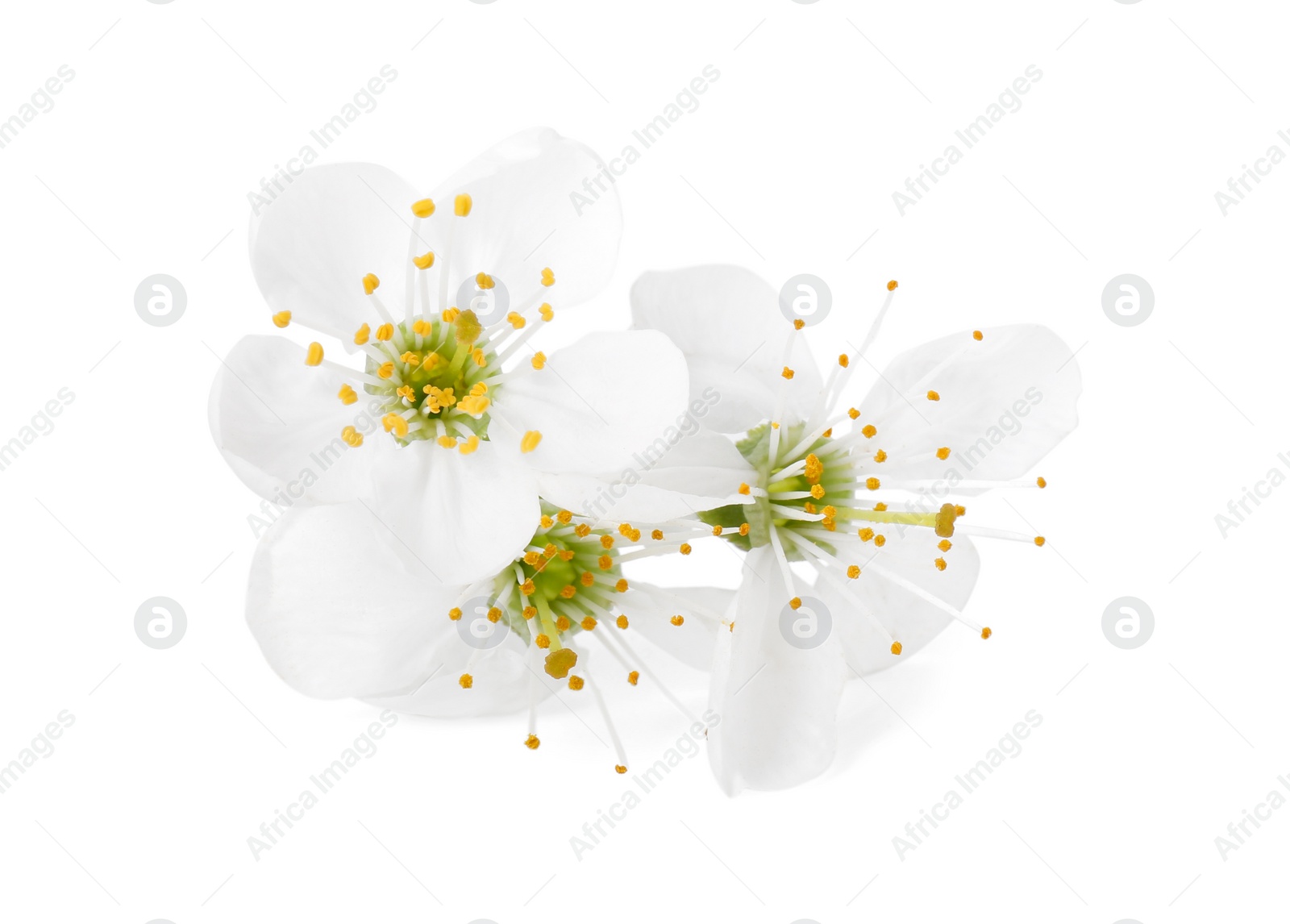 Photo of Beautiful spring tree blossoms isolated on white