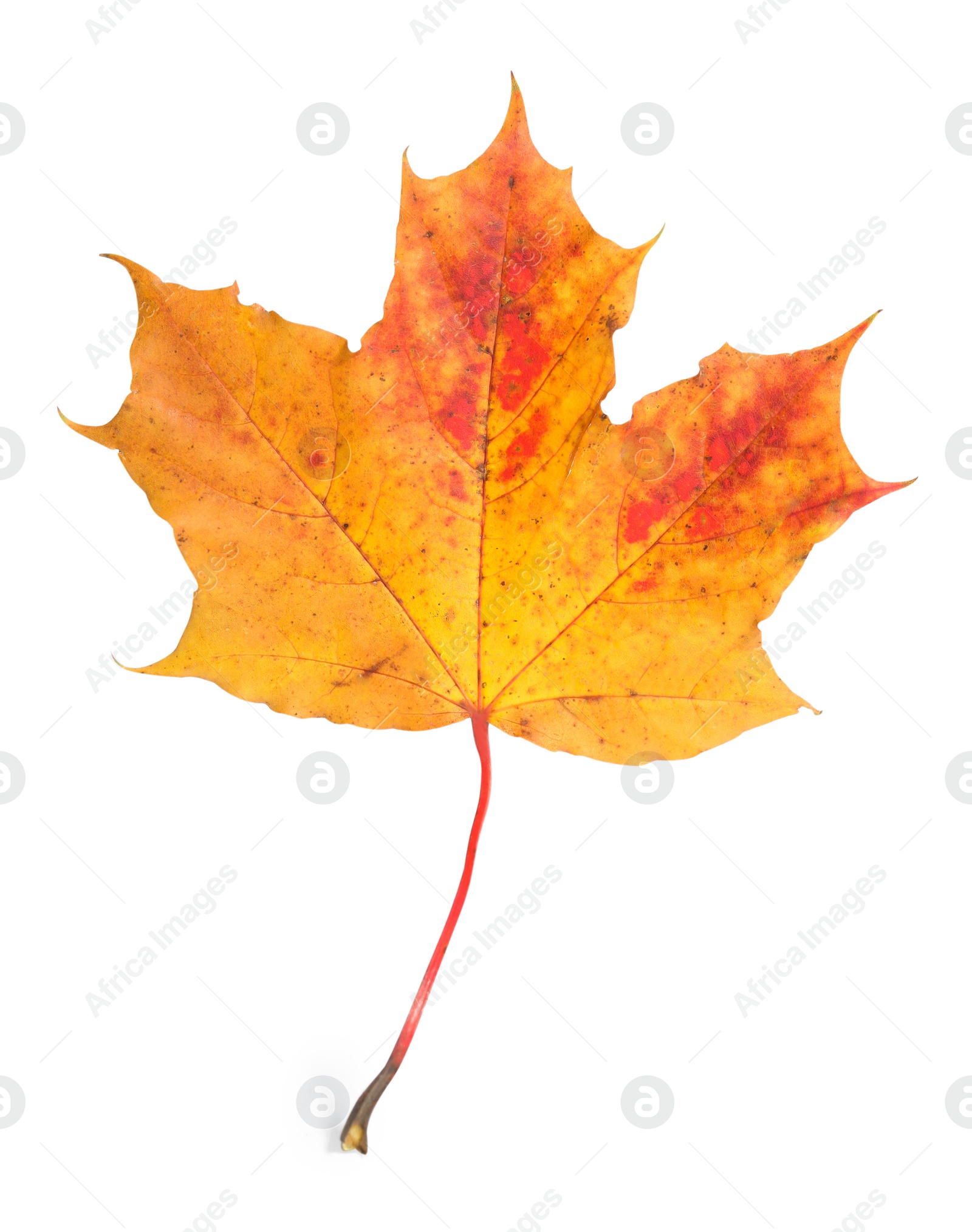 Photo of Autumn season. One maple leaf isolated on white