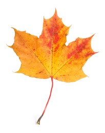 Photo of Autumn season. One maple leaf isolated on white