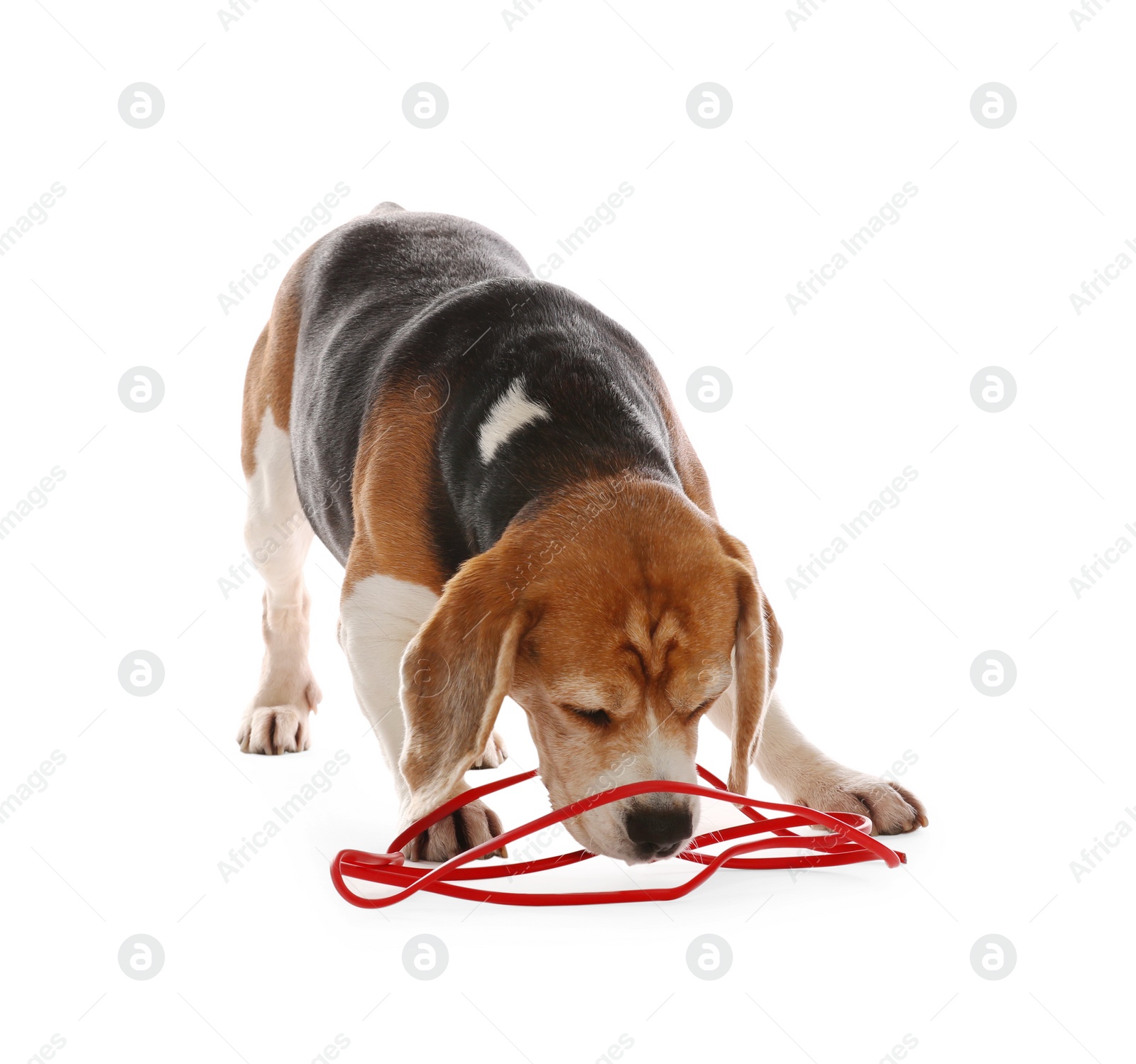 Photo of Playful Beagle dog damaging electrical wire on white background