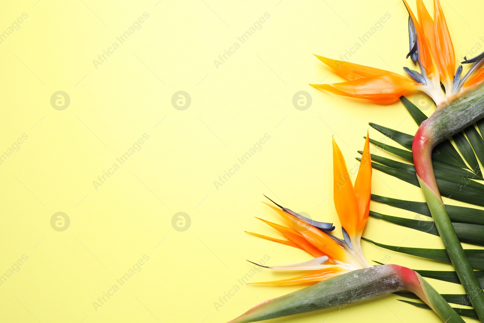 Photo of Flat lay composition with Bird of Paradise tropical flowers on yellow background, space for text