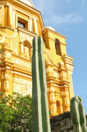 Photo of Beautiful Saguaros cactus near building, low angle view