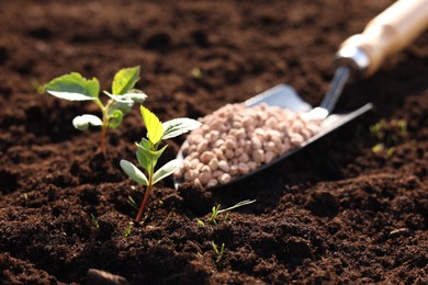 Photo of Seedlings and shovel with fertilizer on soil, closeup