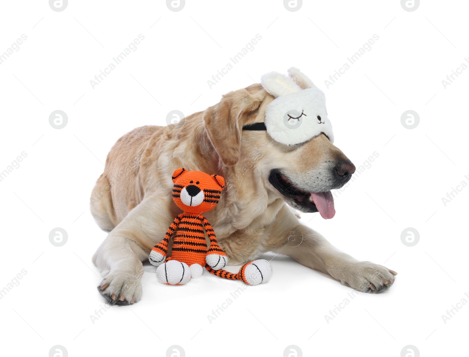 Photo of Cute Labrador Retriever with sleep mask and crocheted tiger resting on white background