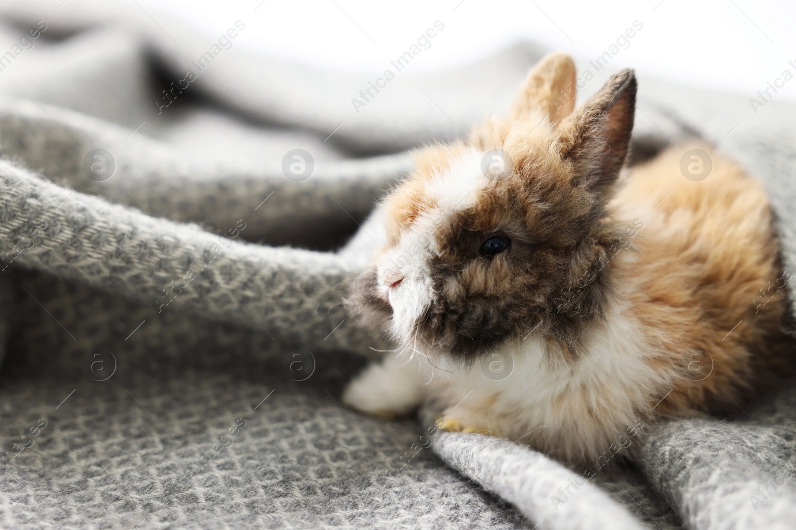 Photo of Cute fluffy pet rabbit on soft blanket. Space for text