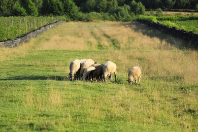 Many beautiful sheep and lambs grazing on pasture. Farm animal