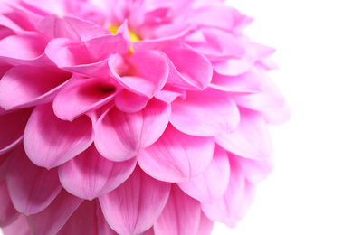 Photo of Beautiful pink dahlia flower on white background, closeup view