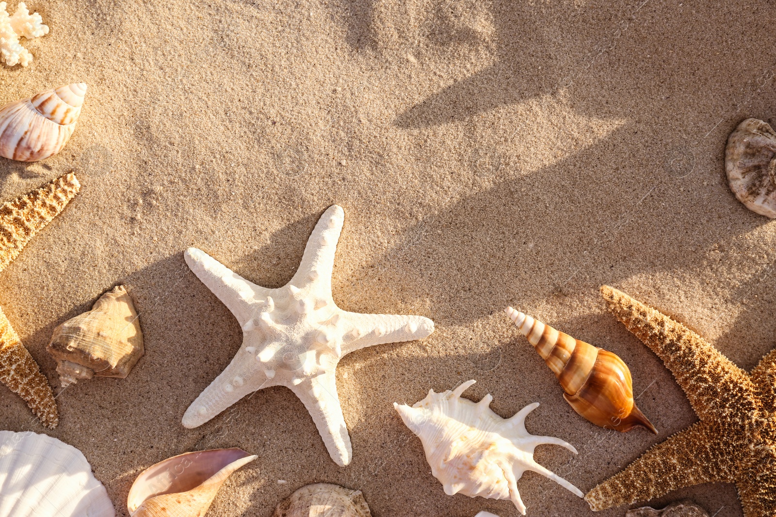 Photo of Flat lay composition with starfishes and seashells on sandy beach. Space for text