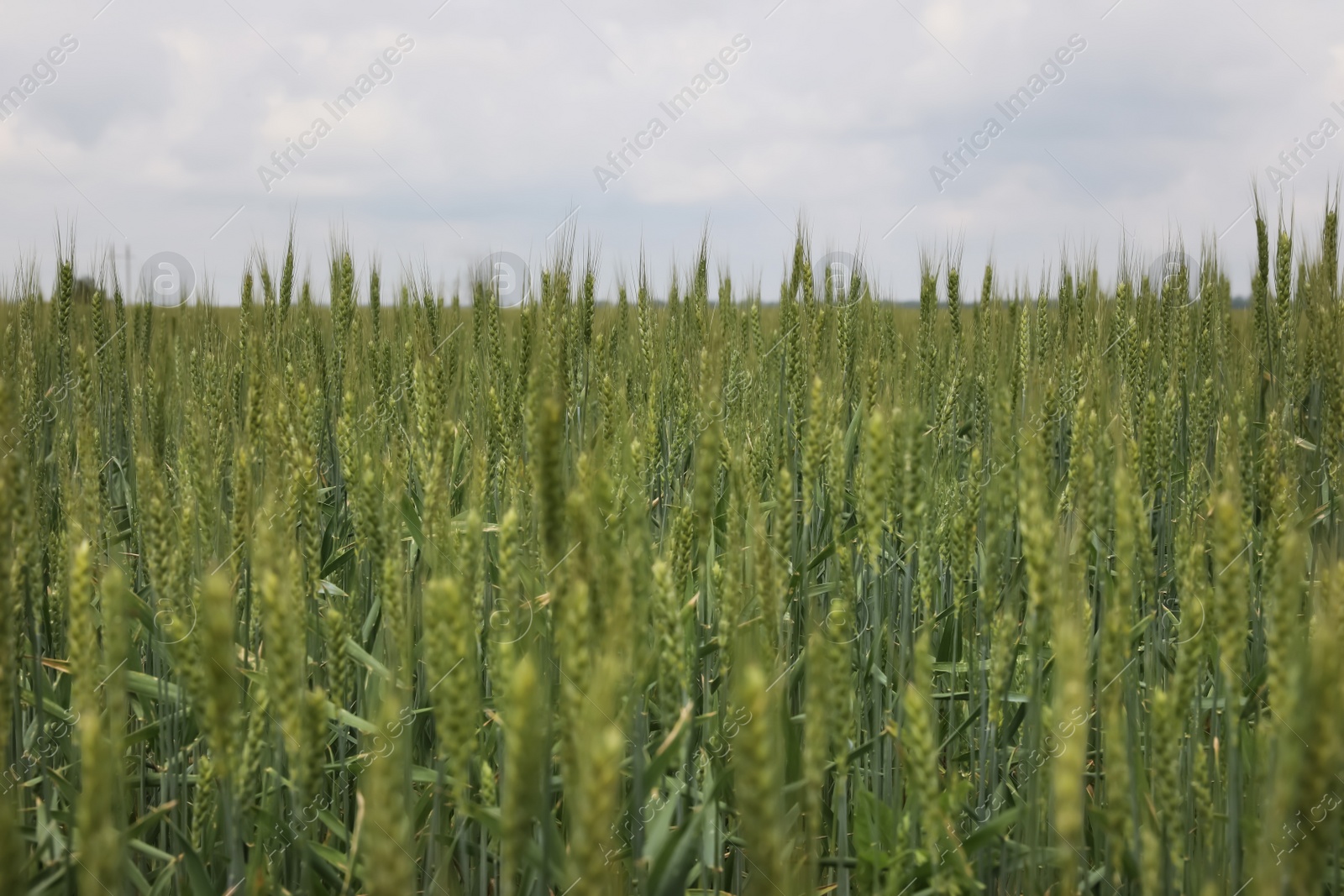 Photo of Agricultural field with ripening cereal crop under cloudy sky