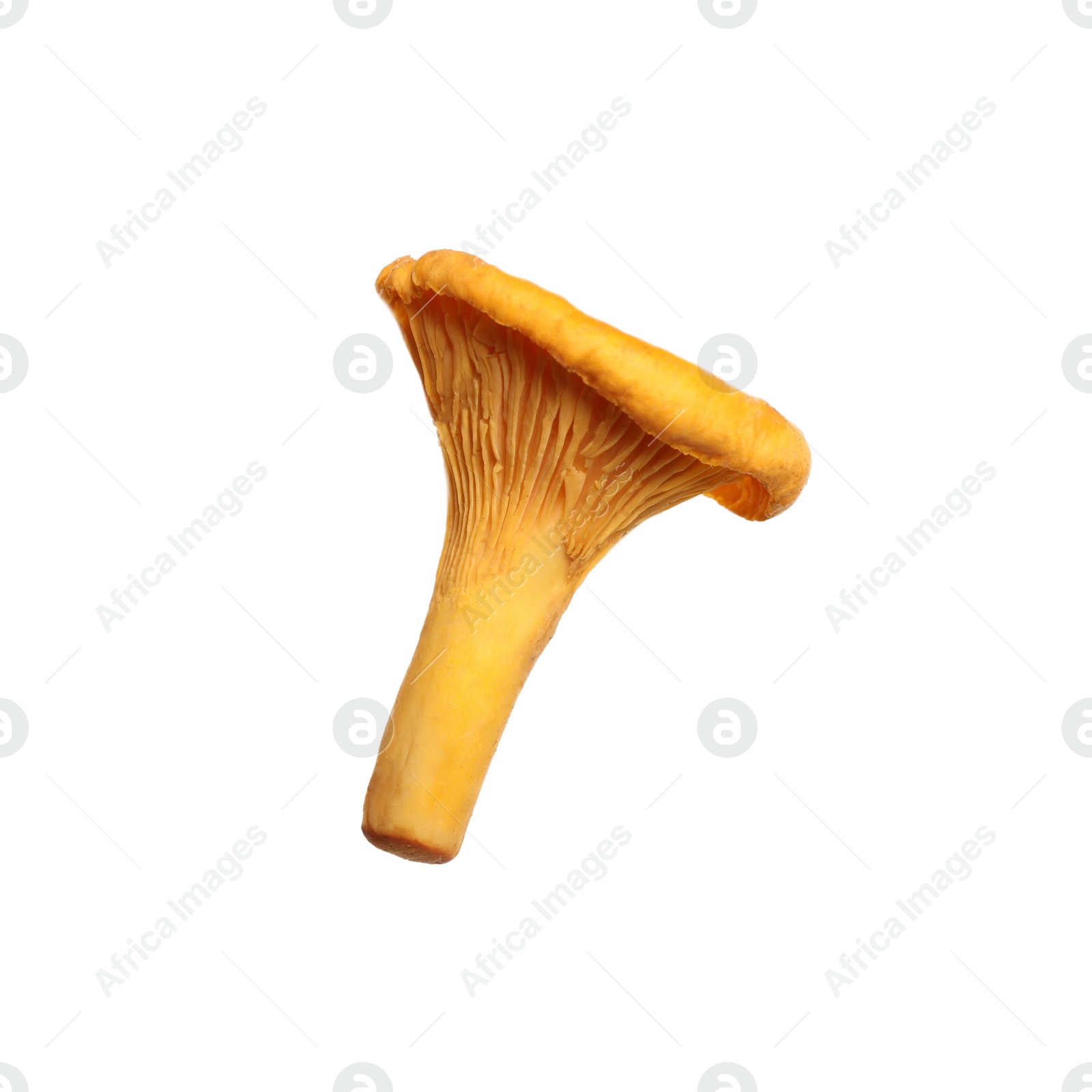 Photo of Fresh wild chanterelle mushroom isolated on white