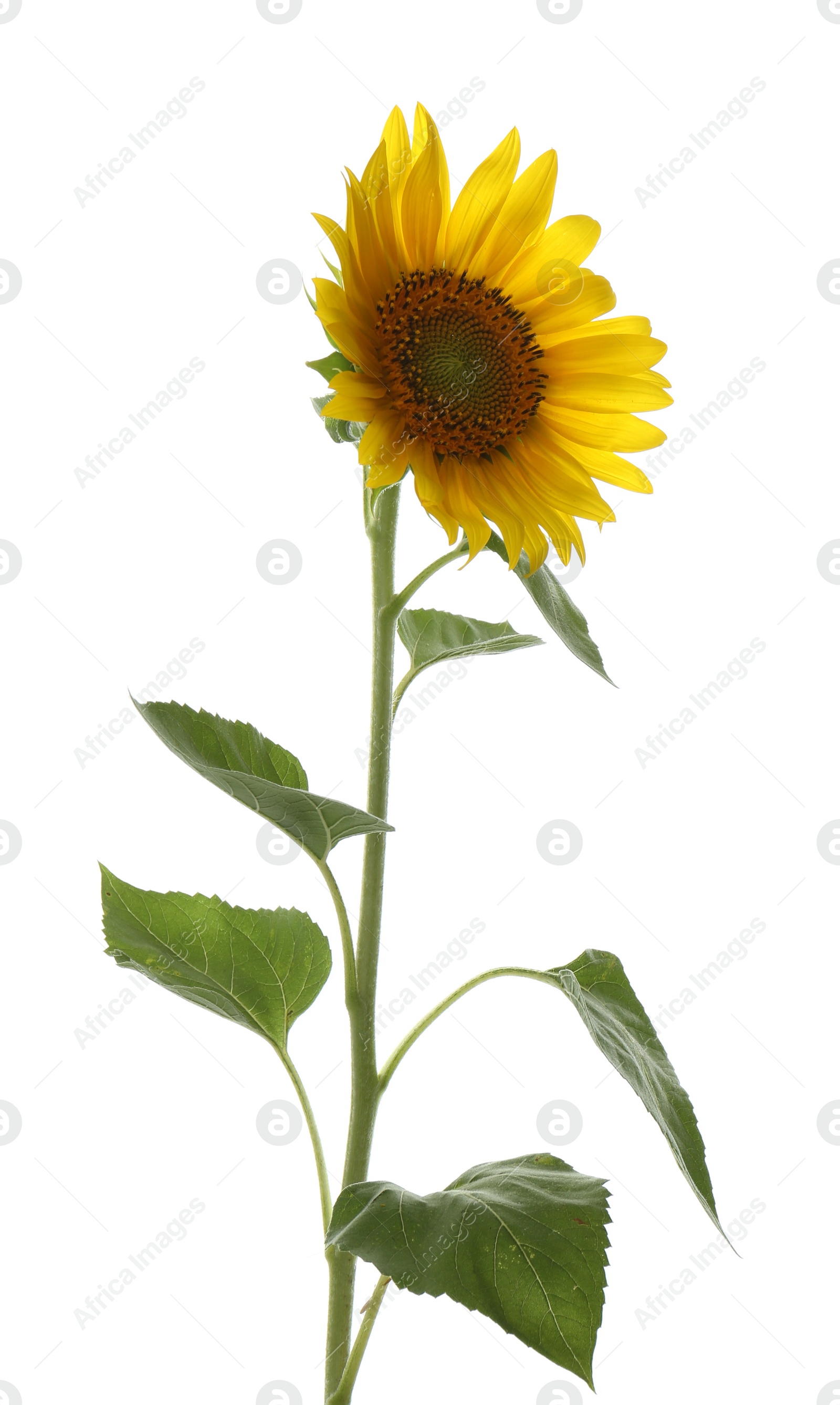 Photo of Beautiful bright blooming sunflower isolated on white