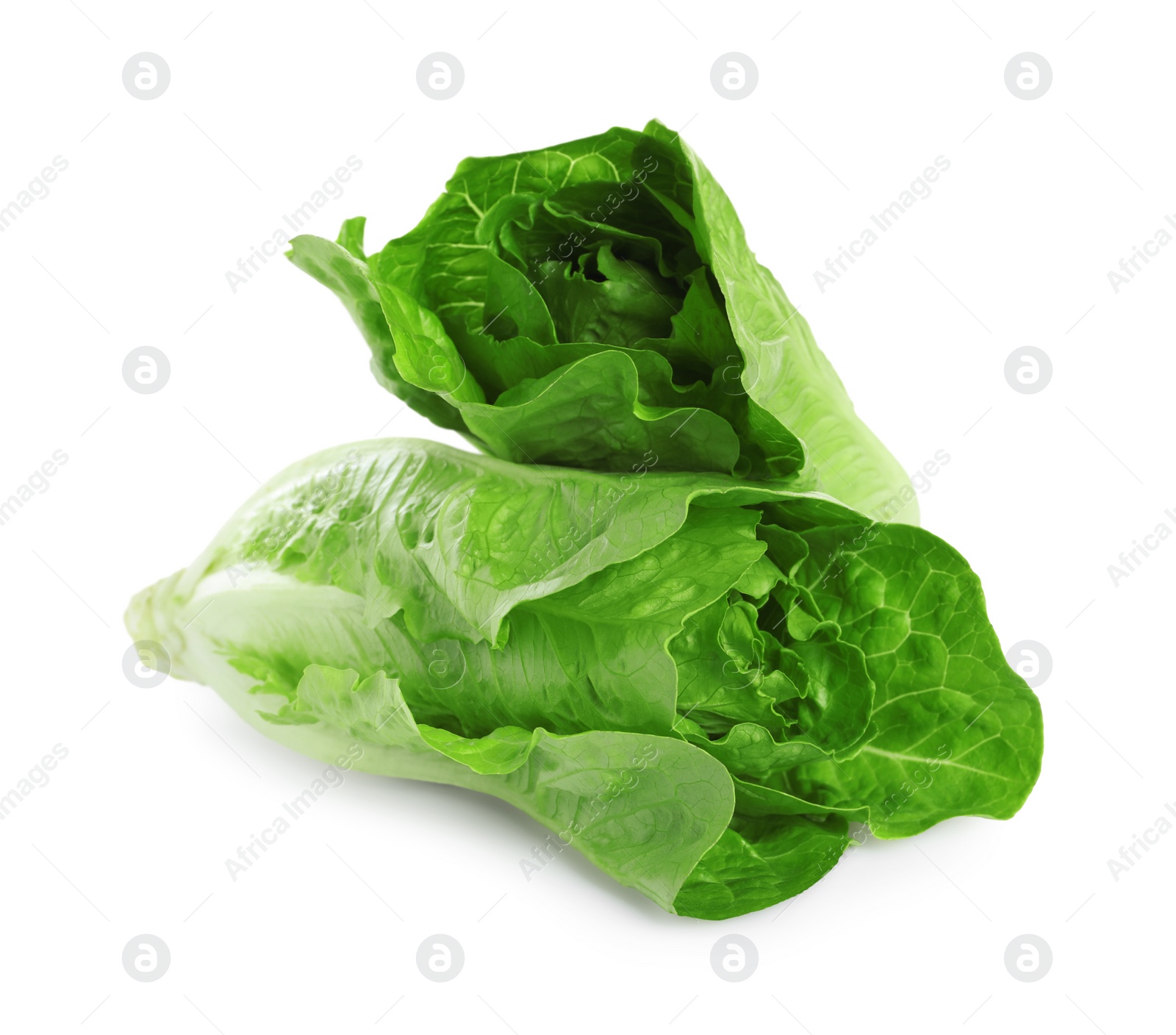 Photo of Fresh green romaine lettuces isolated on white