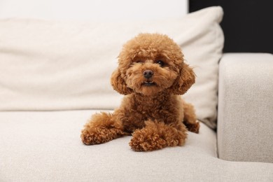 Cute Maltipoo dog resting on comfortable sofa. Lovely pet