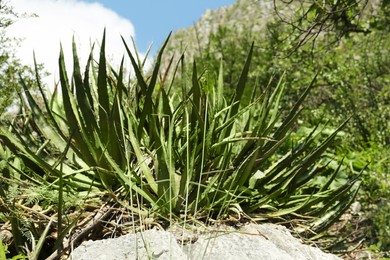 Photo of Beautiful green agave growing near stone outdoors