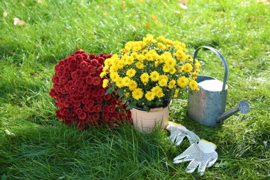 Photo of Beautiful colorful chrysanthemum flowers and watering can on green grass