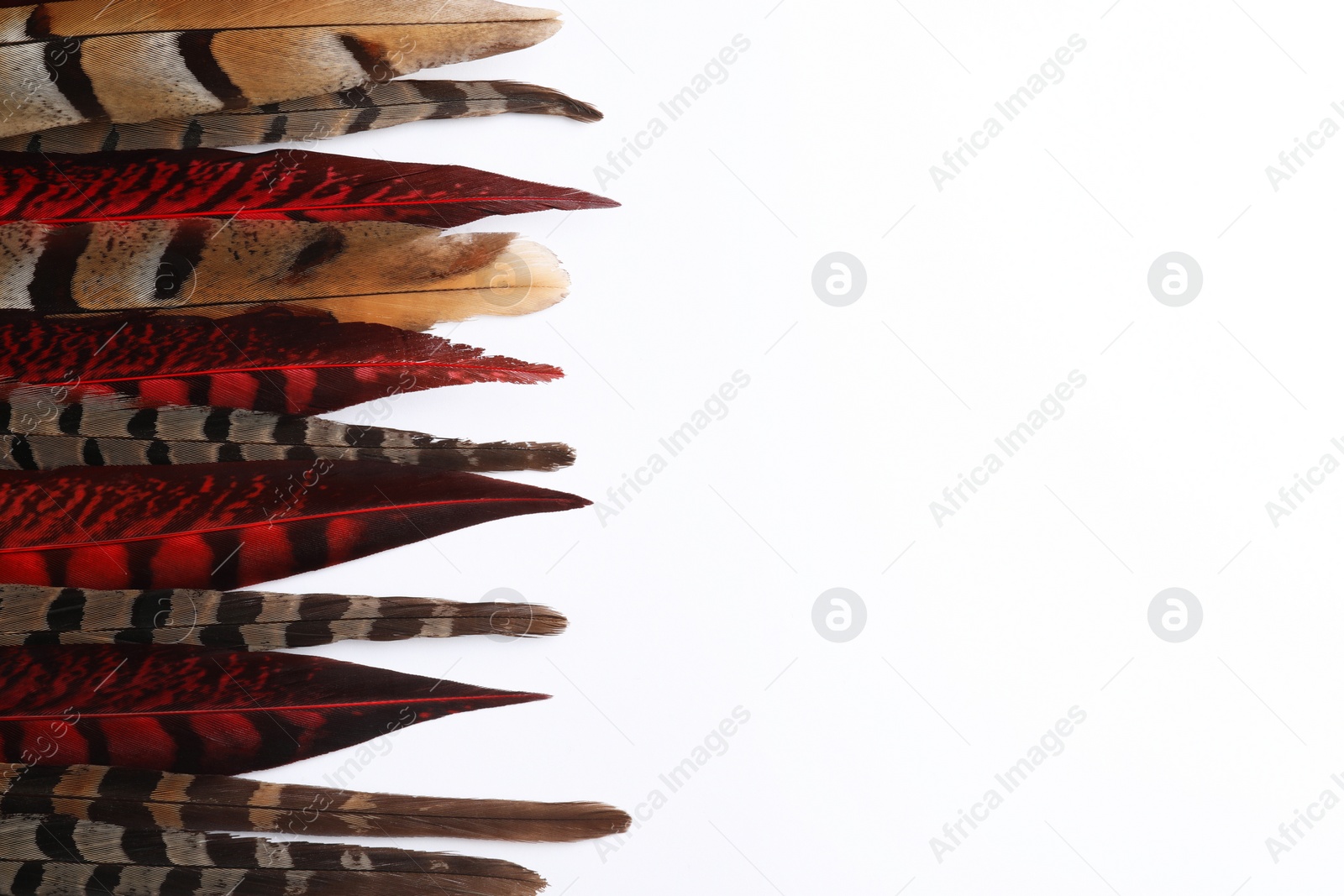 Photo of Many beautiful bird feathers on white background, flat lay. Space for text